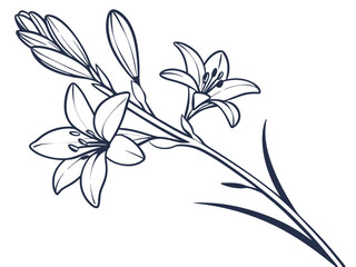 Tuberose Flower Line Drawing on White