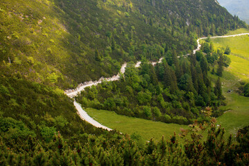 mountain road through lush green forest in the Alps