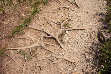 Tree rootstocks and a gravel path in a natural forest setting, a mountain trail in the Alps