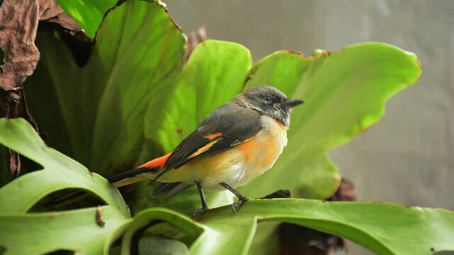 Small Minivet Bird (Pericrocotus cinnamomeus) &ndash; A Colorful and Exotic Songbird in Nature