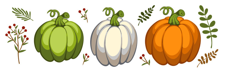 Autumn vegetables illustration. Orange, green and white pumpkin isolated on white background. Autumn, fall. Flat vector clipart