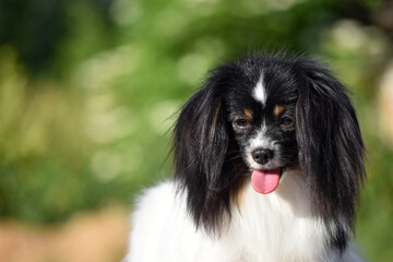 Elegant little black and white dog Continental Toy Spaniel Papillon Phalene