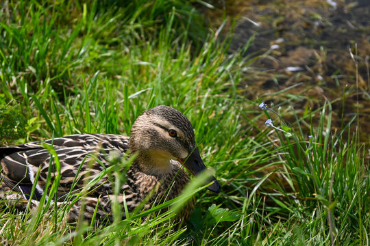Female mallard duck relaxing in lush green grass near a tranquil body of water - Powered by Adobe