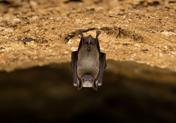 Bat hanging upside down in a cave with rocky textures and natural lighting