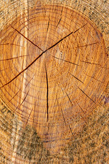 Fototapeta premium Piece of wood with a hole in the middle. The wood is split and has a rough texture.