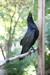 A black raven sits in a tree and sings. Close-up
