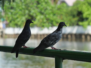 Two urban pigeons perched by an Ayutthaya canal, a common sight reflecting the city's blend of nature and daily life. Perfect for local wildlife or travel themes.
