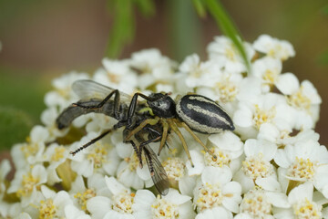 Closeup on a small European striped jumping spider Heliophanus melinus predating on a robberfly species