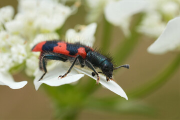 Closeup on a colorful and hairy European checkered beetle , Trichodes favarius, the larvae are...
