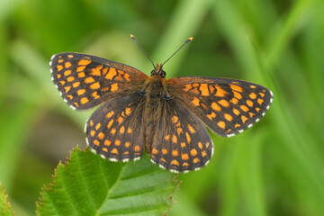 Closeup on a gorgeous orange colored Melitaea butterfly with spread wings against a green blurred background