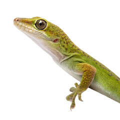 Obraz premium Close-up of a green gecko with distinctive features. The lizard has a smooth skin texture and large eyes, showcasing its vibrant coloration against a black background.
