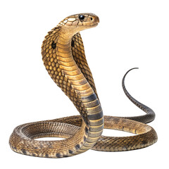 Fototapeta premium A close-up of a king cobra, showcasing its distinctive hood and scales. The snake is coiled and poised, displaying its striking coloration and features.