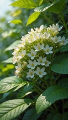 Obraz premium Close-up of a cluster of delicate white flowers blooming on a lush green plant in sunlight