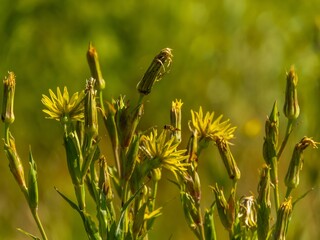 yellow-green bright summer colors - summer wild flowers blooming in the steppe of southern Russia on a sunny day
