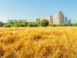 a large agricultural field on the outskirts of the city - slightly fallen stems of spring barley after a night storm, ripe for harvesting on a sunny day