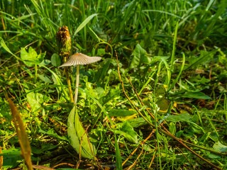 tiny light brown mushroom with pale cap rising among green grass in forest clearing on sunny day