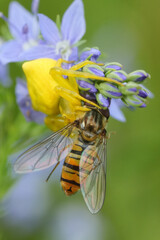 Colorful closeup on a yellow Heather Crab Spider Thomisus onustus predating on a marmelade hoverfly...