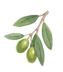 Watercolor Illustration of an Olive Branch with Leaves