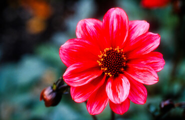 Dahlia semi nain  'Horhofen'