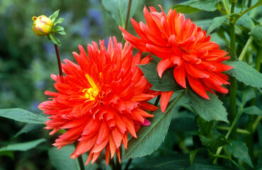 Dahlia cactus 'Furst Pucker'