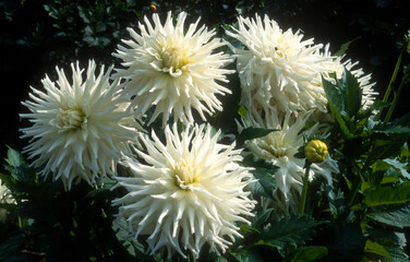 Dahlia cactus 'Magic Moment'