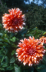 Dahlia turc décoratif 'Holland's Festival'