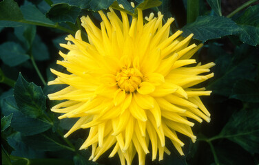Dahlia cactus  'Hamari Accord'