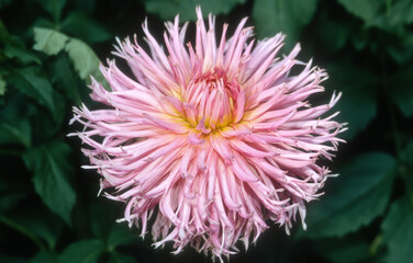 Dahlia cactus dentelle 'Hillcrest suffusion'