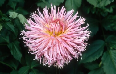 Dahlia cactus dentelle 'Hillcrest suffusion'