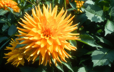 Dahlia cactus  'Horido'