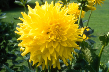 Dahlia cactus  'Hamari Accord'