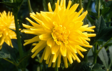 Dahlia cactus  'Hamari Accord'