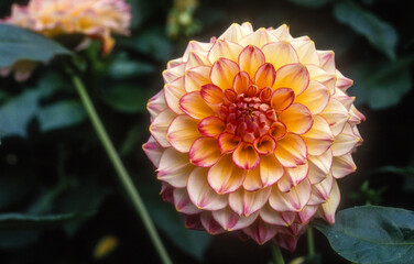Dahlia 'Hans Rald'