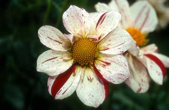 Dahlia 'Icare blanc stri&eacute; pourpre turc'