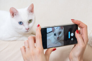 スマートフォンで猫の画像を撮影する女性の手元