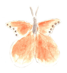 Orange butterfly, insect. Watercolor illustration, hand drawn modern freehand new