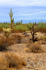 Winter San Tan Mountains Sonoran Desert Arizona
