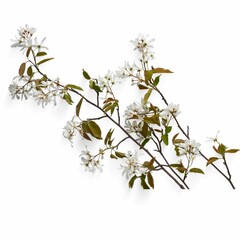 Flowering tree branch with white blossoms on a transparent background