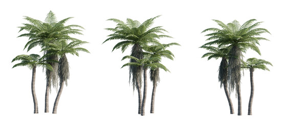 Plakat Alsophila Spinulosa Tree Ferns PNG - Transparent Background, cutout, isolated, best for landscape design.