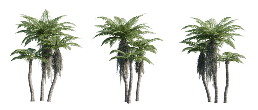 Alsophila Spinulosa Tree Ferns PNG - Transparent Background, cutout, isolated, best for landscape design.