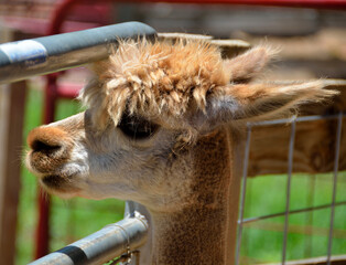 close up of an alpaca