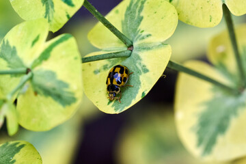 Chessboard Ladybug on a yellow green leaf