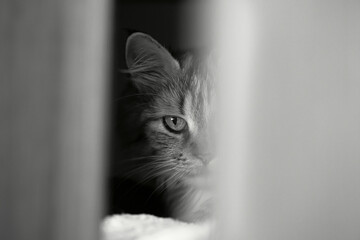 Black and white portrait of a cat.