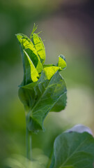 Green peas growing in a flowerbed of an organic farm, close-up macro shot