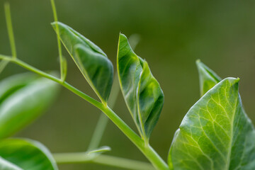 Green peas growing in a flowerbed of an organic farm, close-up macro shot