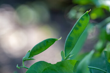 Green peas growing in a flowerbed of an organic farm, close-up macro shot