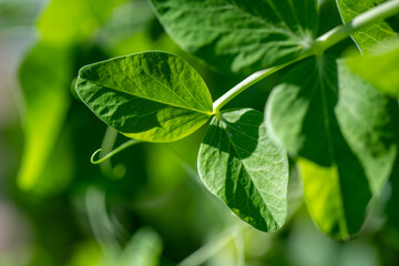 Green peas growing in a flowerbed of an organic farm, close-up macro shot