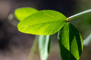 Green peas growing in a flowerbed of an organic farm, close-up macro shot