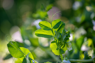 Green peas growing in a flowerbed of an organic farm, close-up macro shot