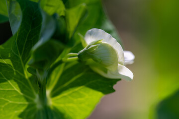 Green peas growing in a flowerbed of an organic farm, close-up macro shot